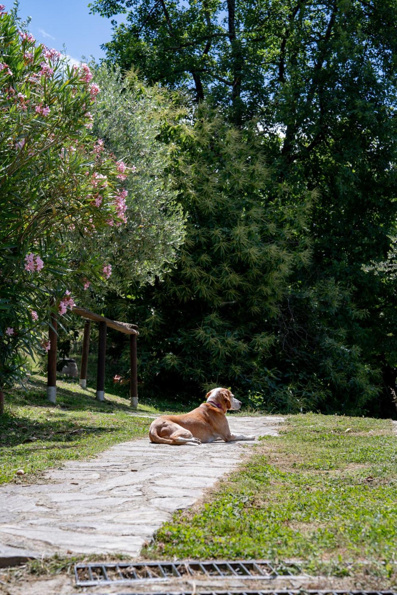 Agriturismo I Due Ghiri - Cinque Terre Calice al Cornoviglio Zewnętrze zdjęcie