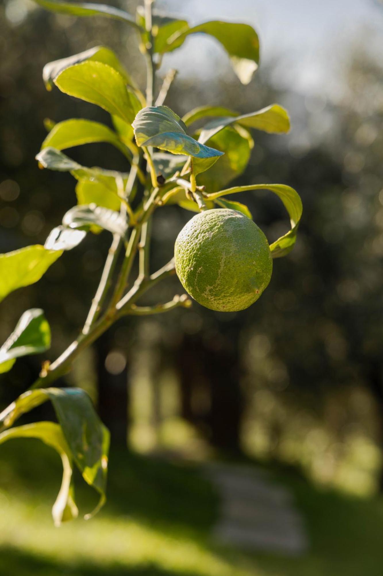 Agriturismo I Due Ghiri - Cinque Terre Calice al Cornoviglio Zewnętrze zdjęcie